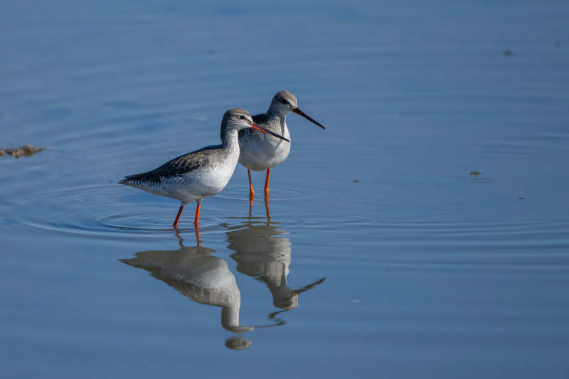 红脚鹬水边觅食图片