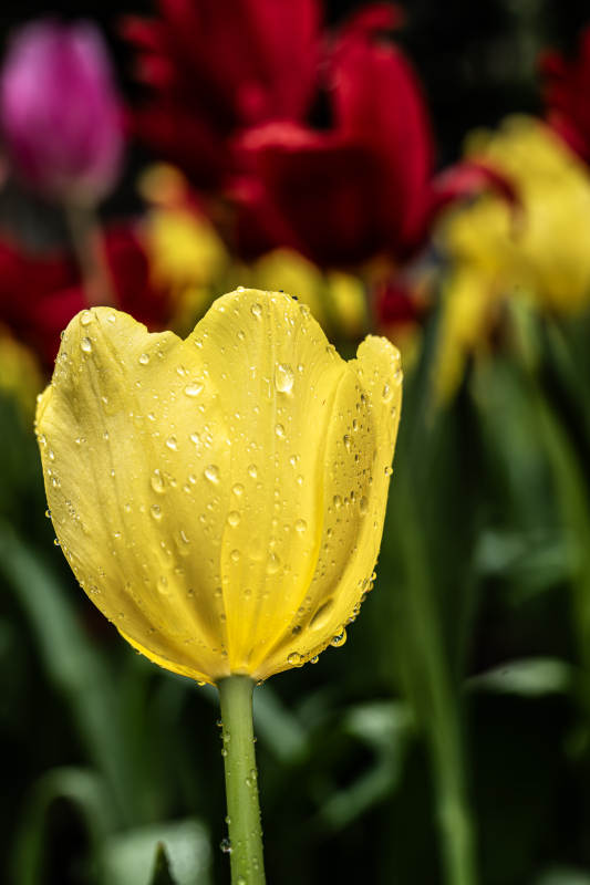 雨后黄郁金香图片