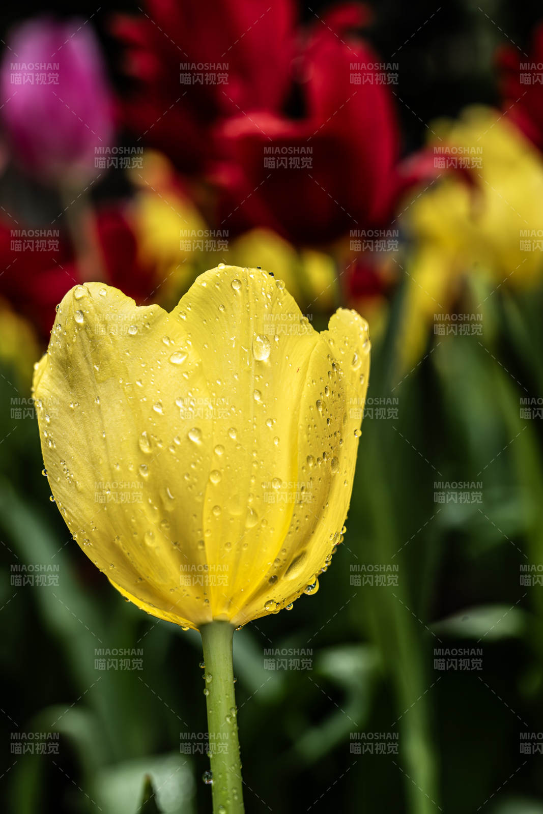 雨后黄郁金香图片