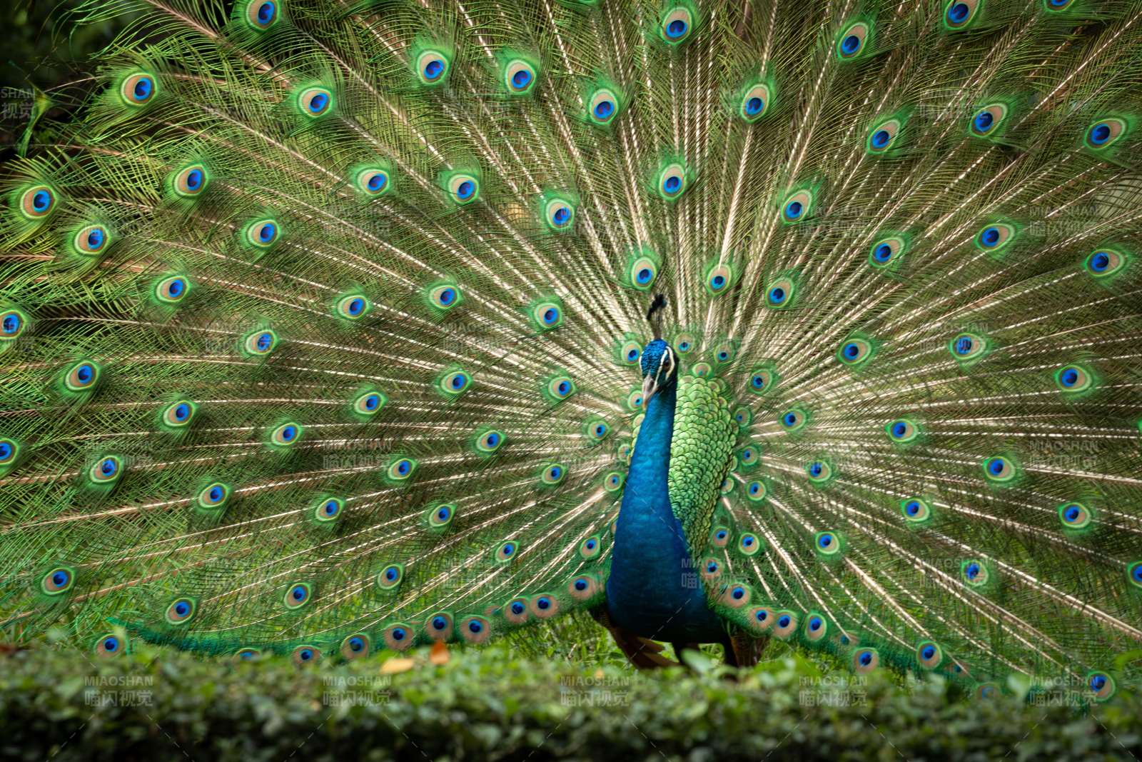 孔雀开屏 绚丽夺目图片
