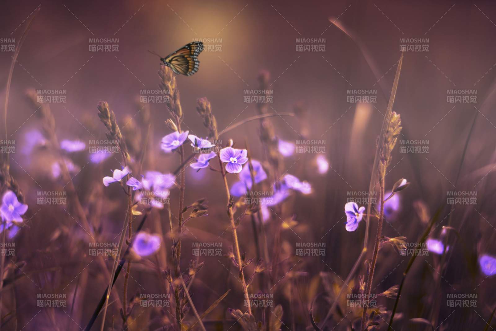 蝶舞紫花间图片