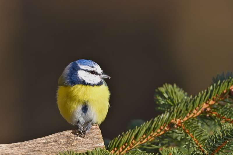 蓝山雀栖枝头图片