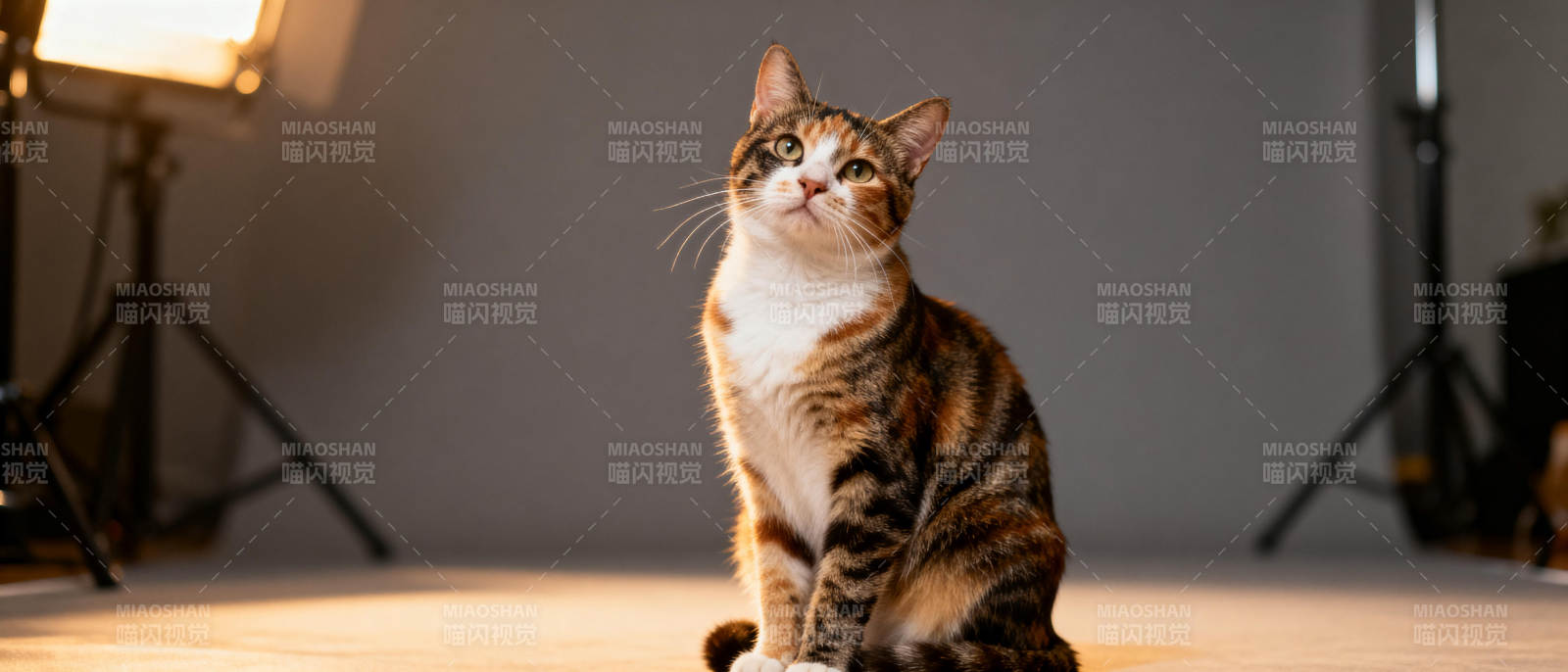 猫咪凝视镜头图片