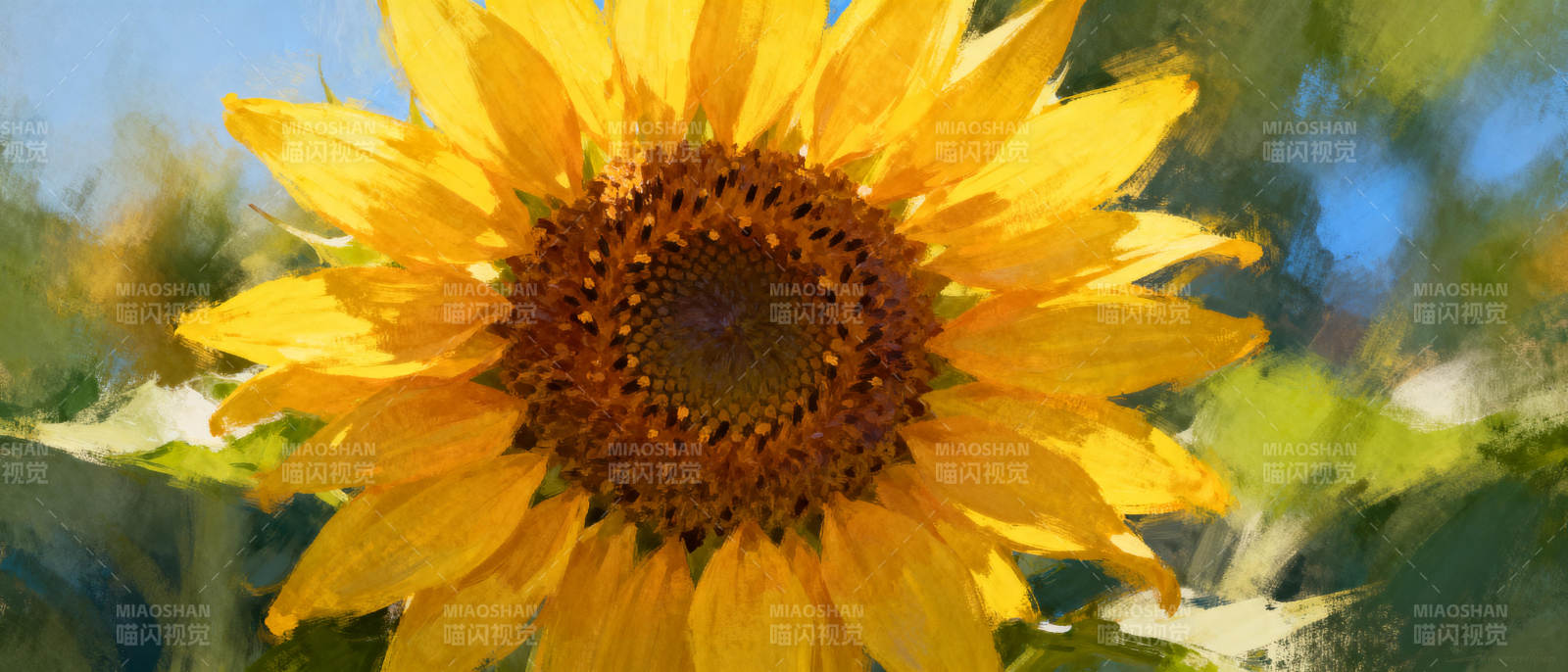 向日葵绽放图片