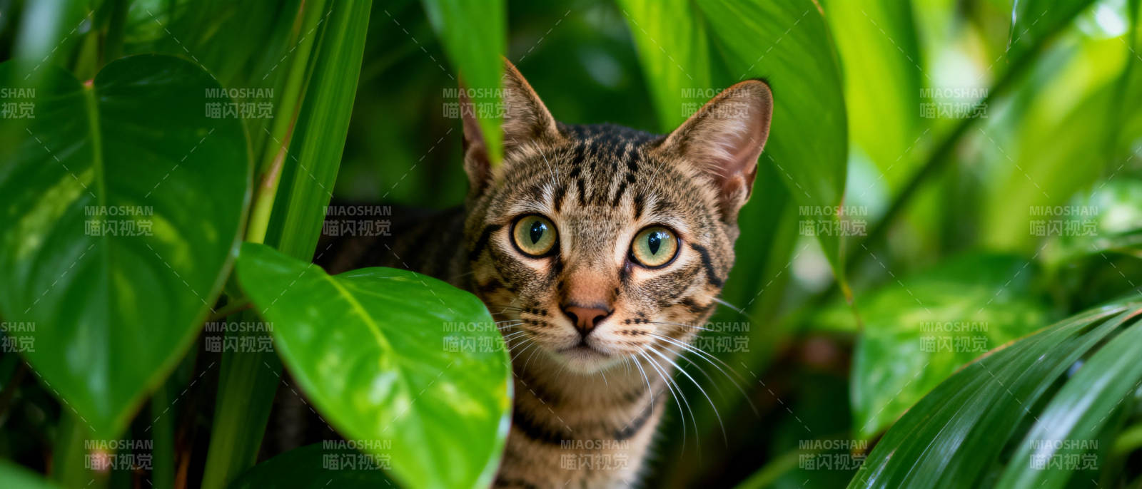 绿叶中的猫咪图片