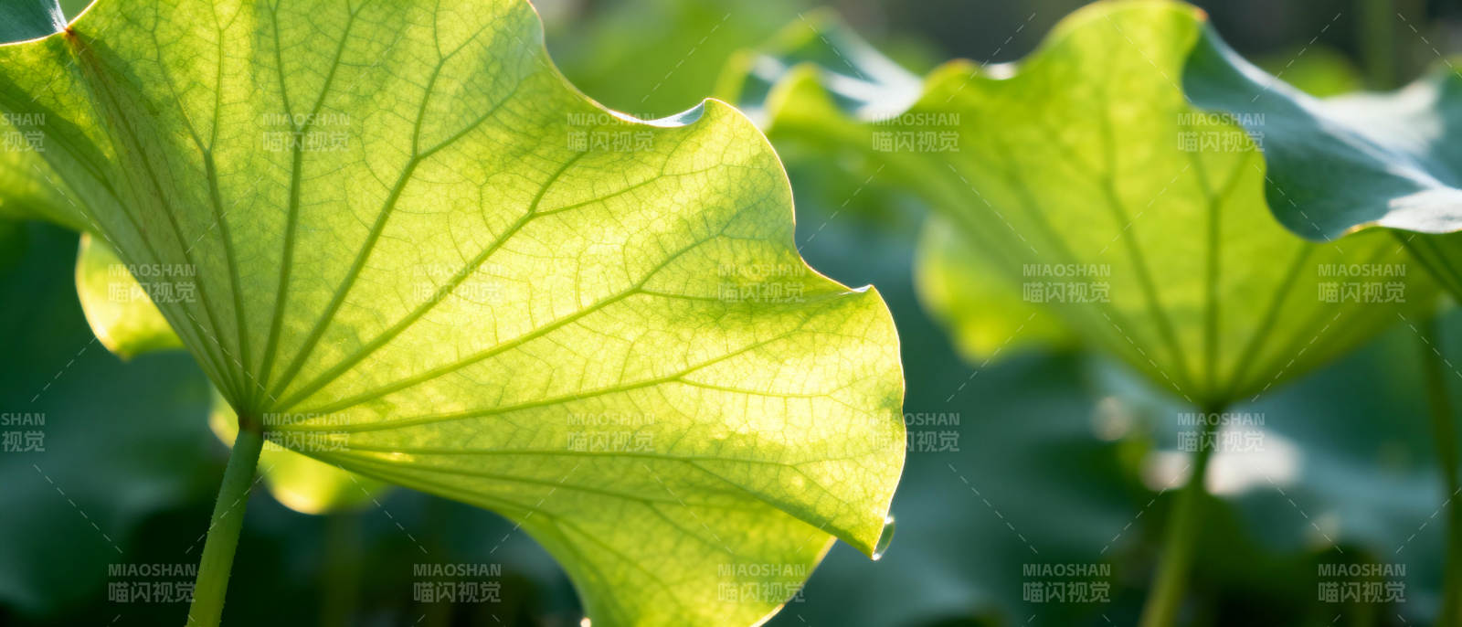 荷叶光影图片