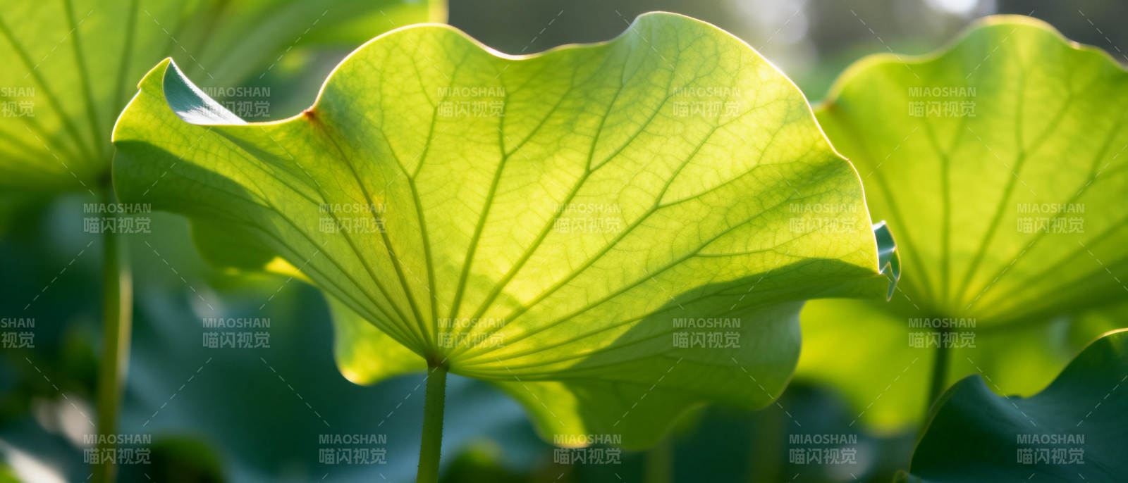 荷叶光影图片
