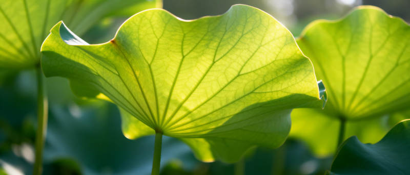 荷叶光影图片