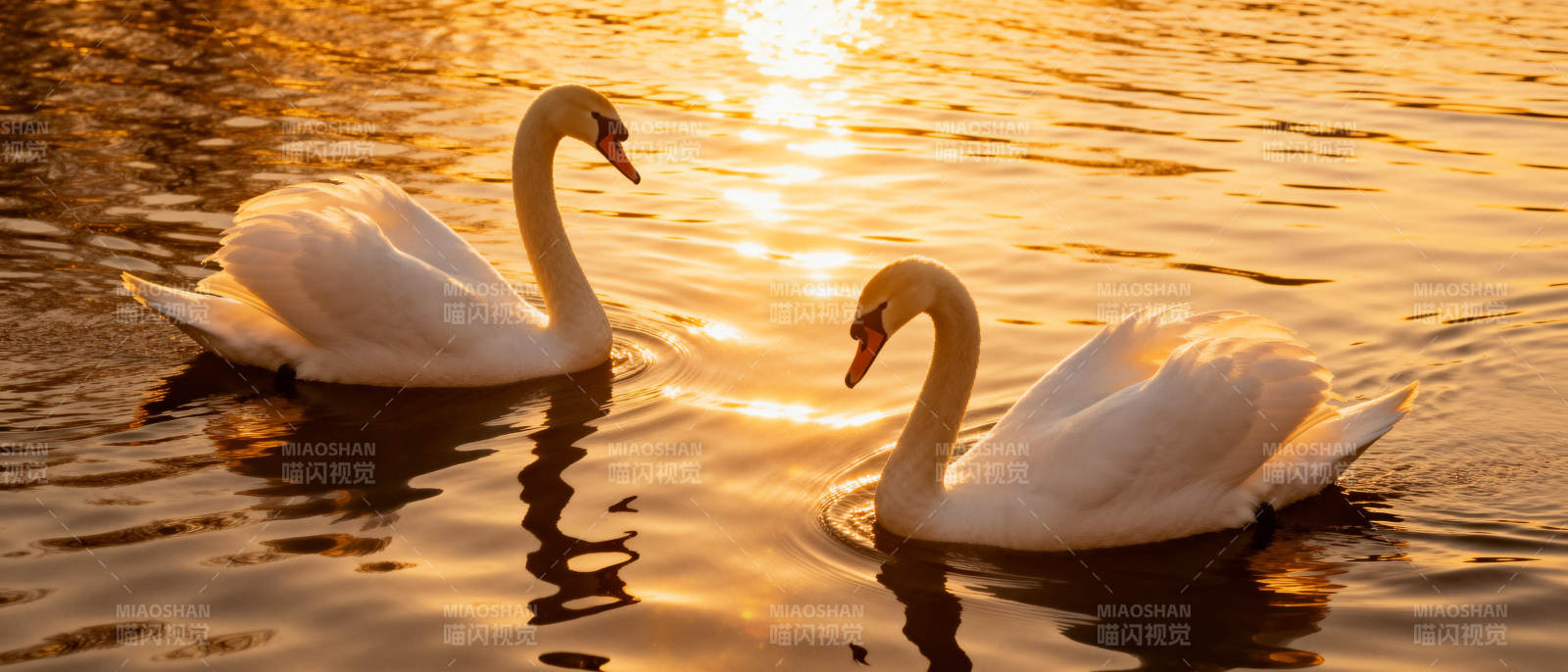 夕阳下的天鹅双影图片