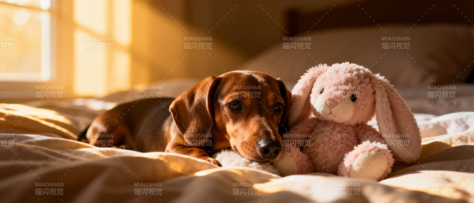 狗狗与毛绒兔相伴图片