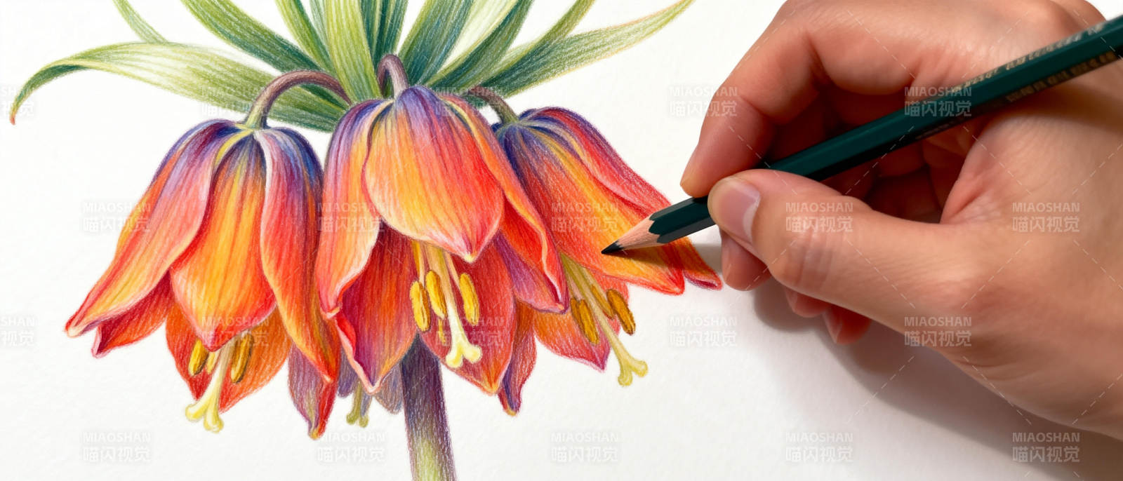 彩铅绘花图片