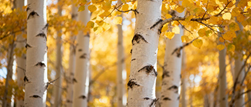 秋日白桦林图片