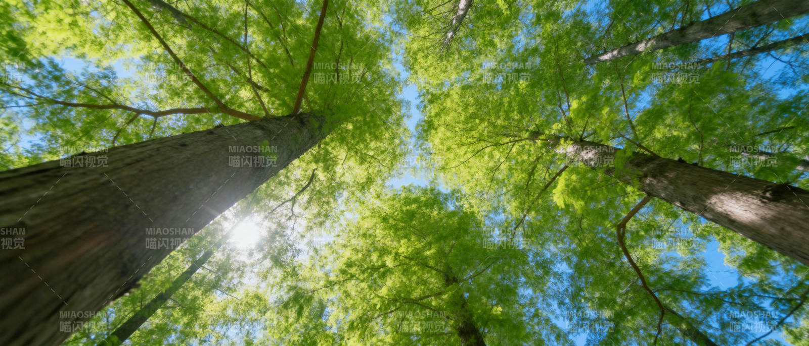 仰望森林之巅图片