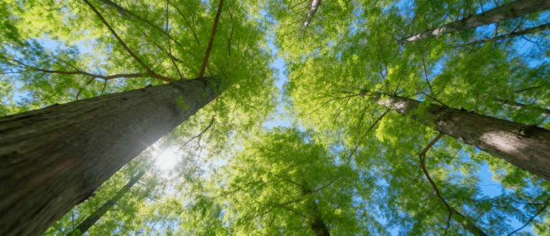 仰望森林之巅图片