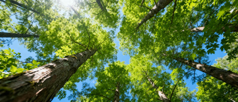 仰望森林绿意盎然图片