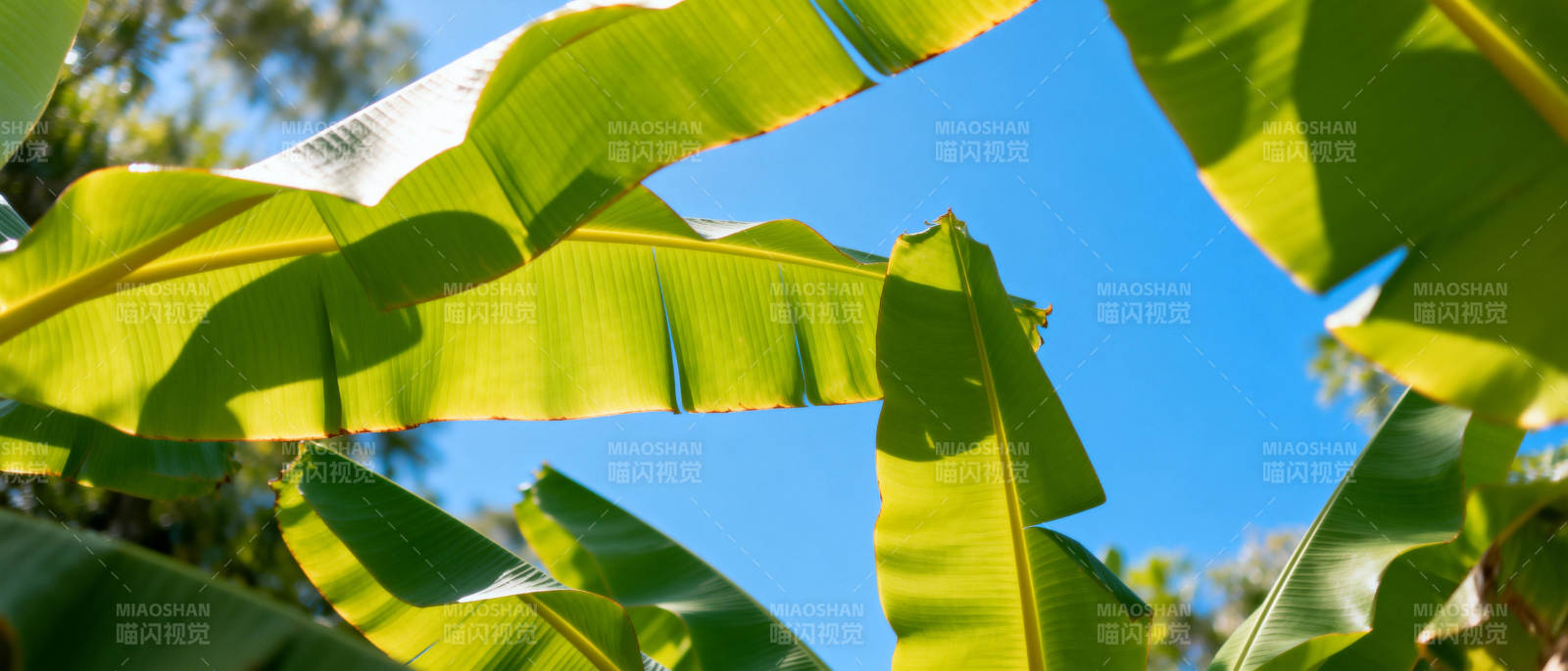 蕉叶映蓝天图片