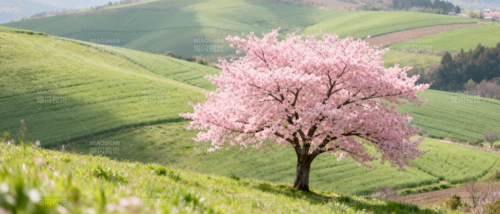 樱花树下春意浓图片
