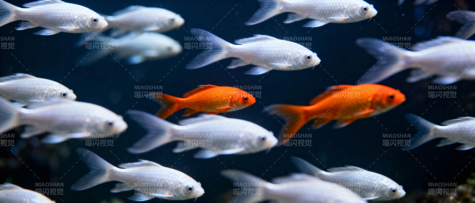 橙白鱼群游动图片