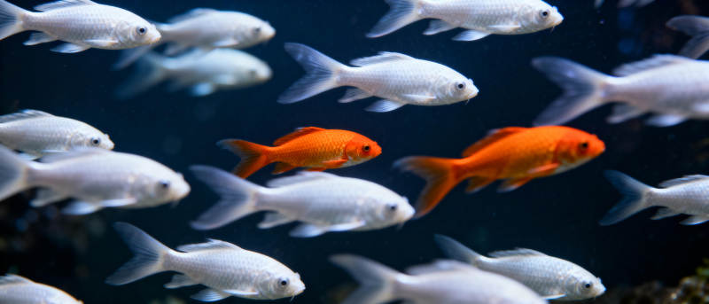 橙白鱼群游动图片