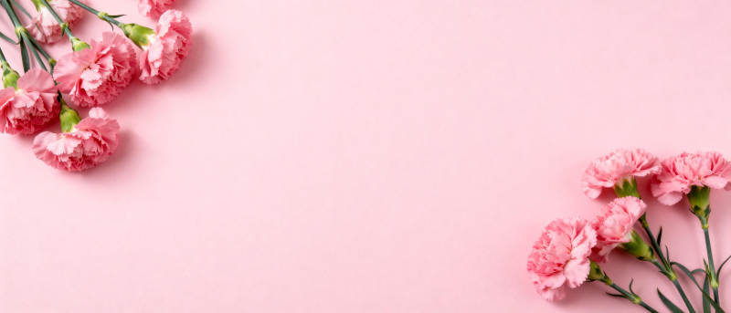 粉红康乃馨静物图片