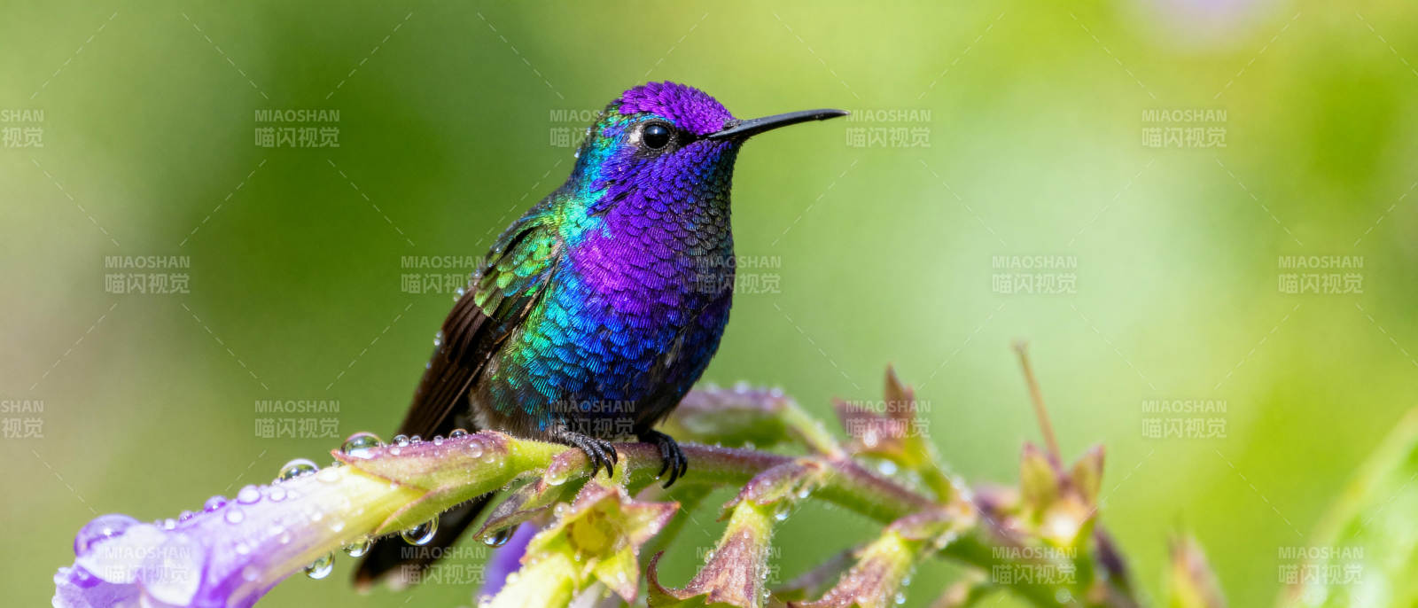 紫蓝蜂鸟栖花枝图片