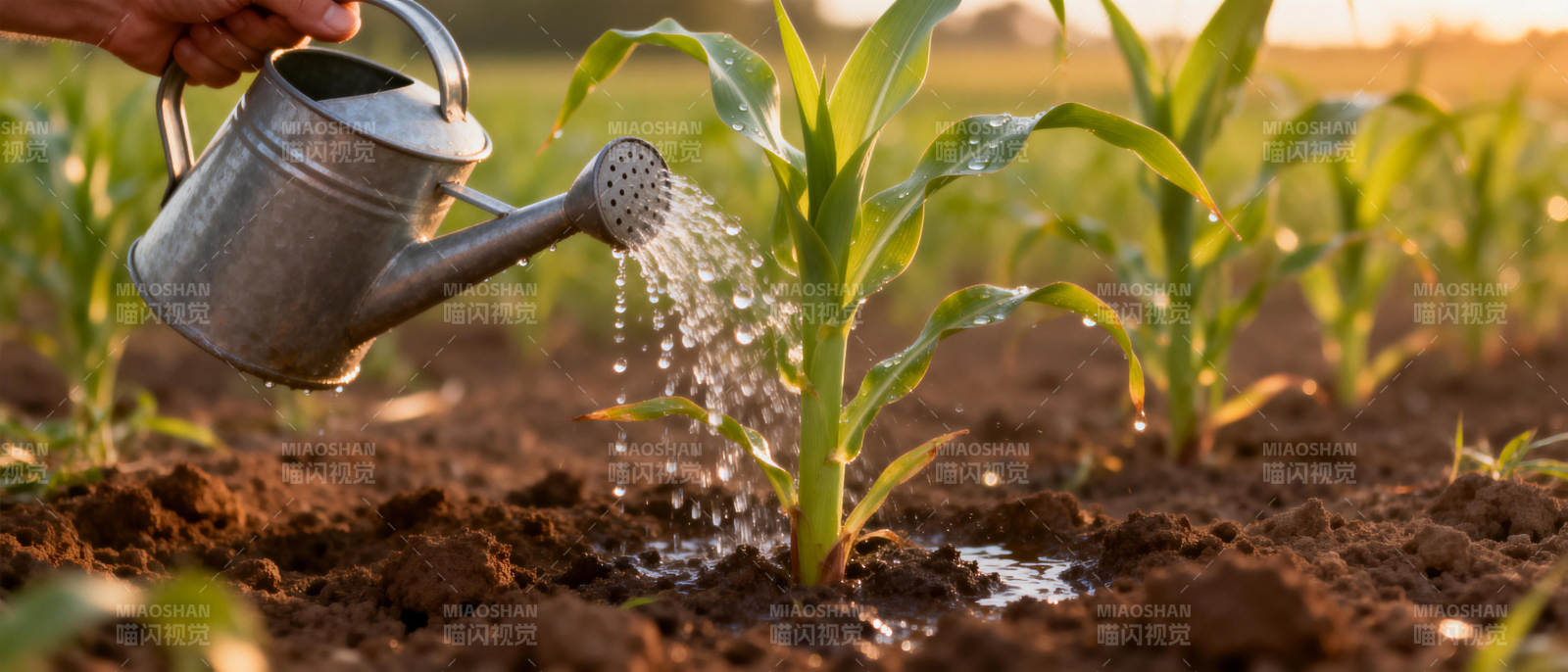 浇灌玉米苗图片