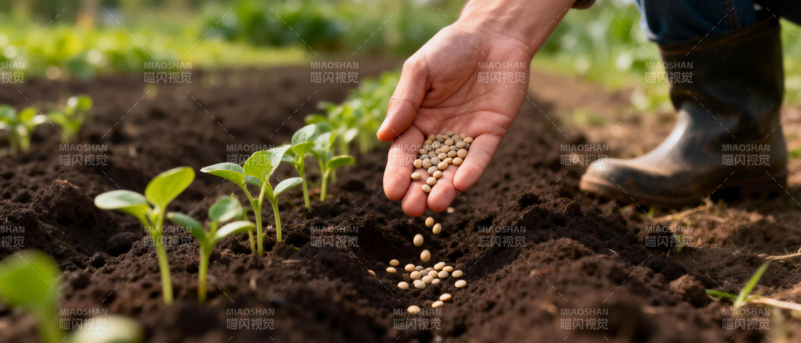 播撒希望的种子图片