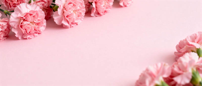 粉红康乃馨花边图片