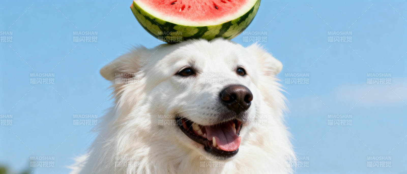 狗狗头顶西瓜图片