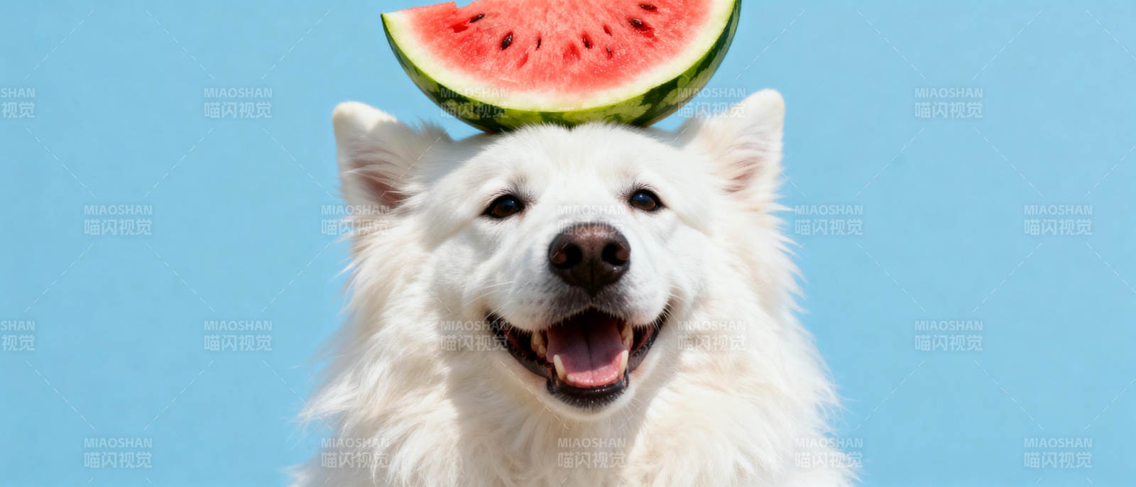 狗狗头顶西瓜图片