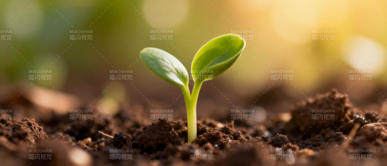 嫩芽破土而出图片