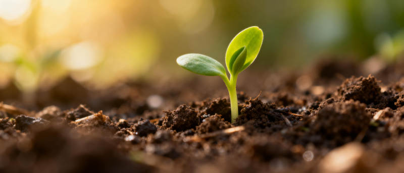 嫩芽破土而出图片