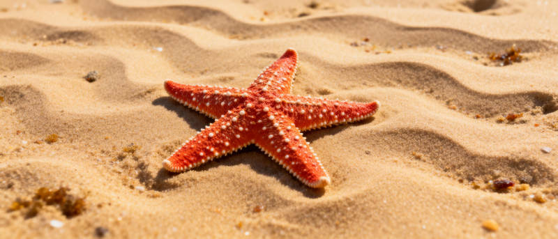 沙滩上的海星图片
