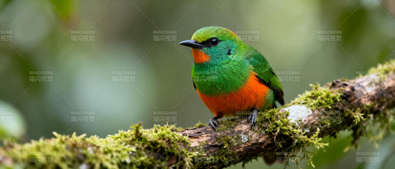 翠绿鸟栖枝头图片