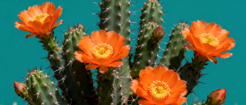 仙人掌绽放橙花图片