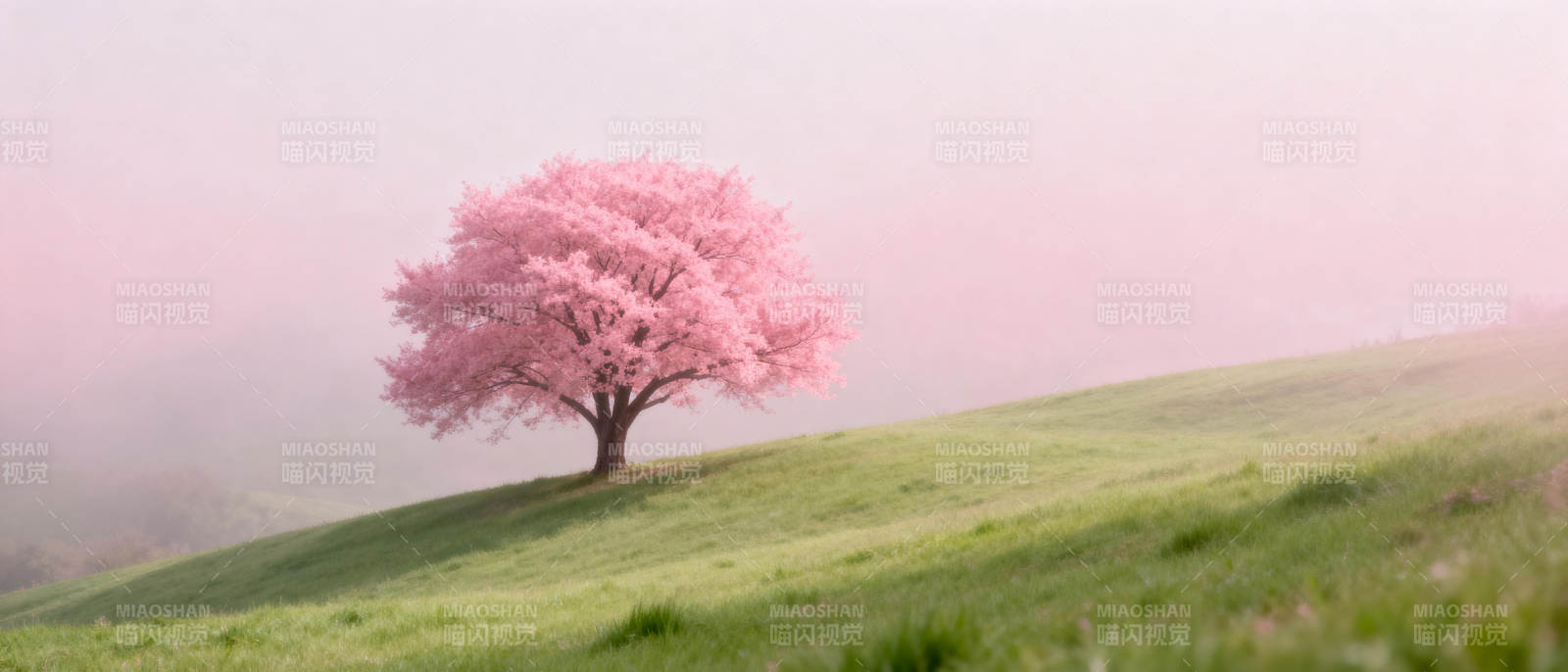 樱花树下春意浓图片