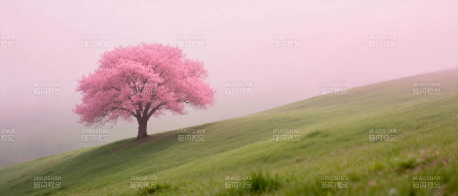 樱花树下春意浓图片
