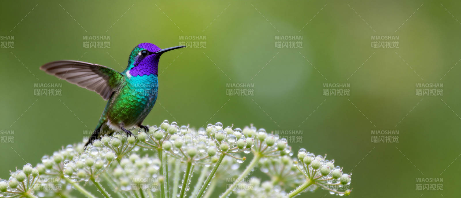 紫冠蜂鸟栖花丛图片
