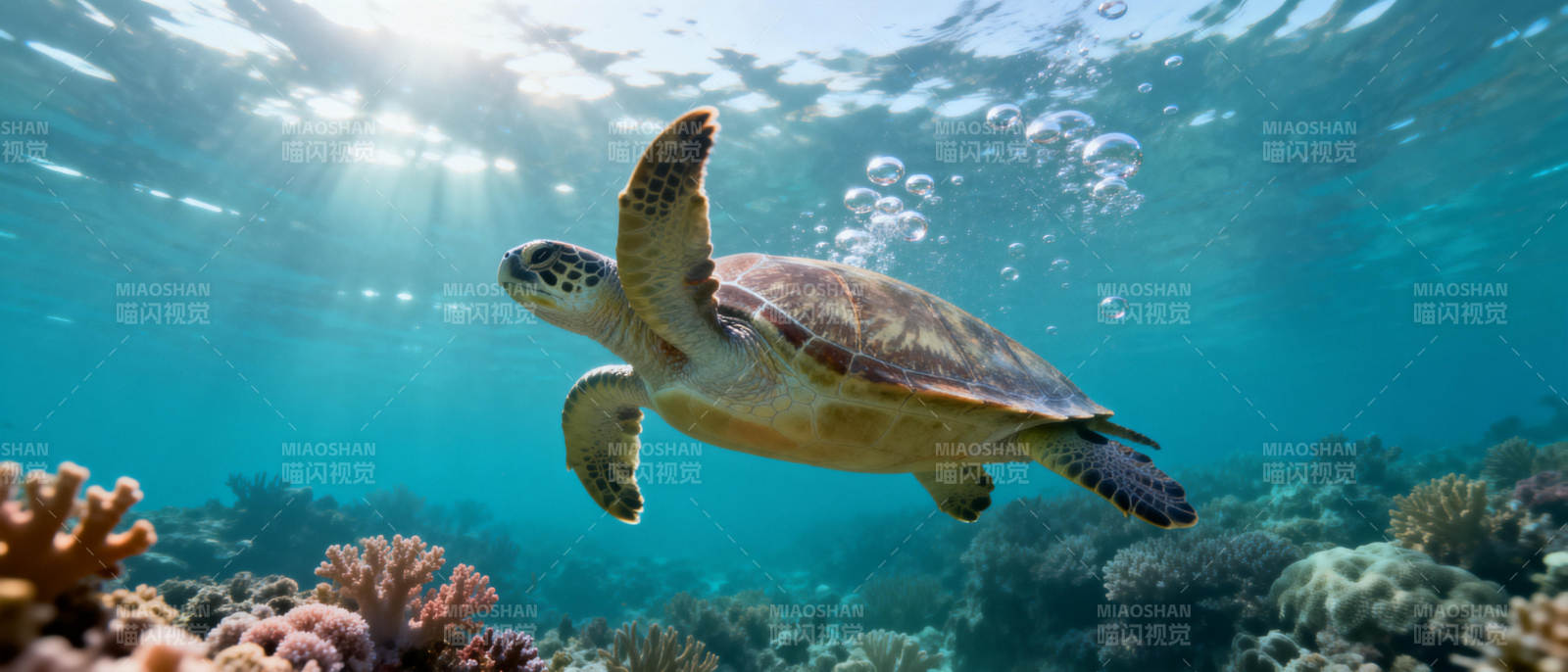 海龟游弋珊瑚礁图片