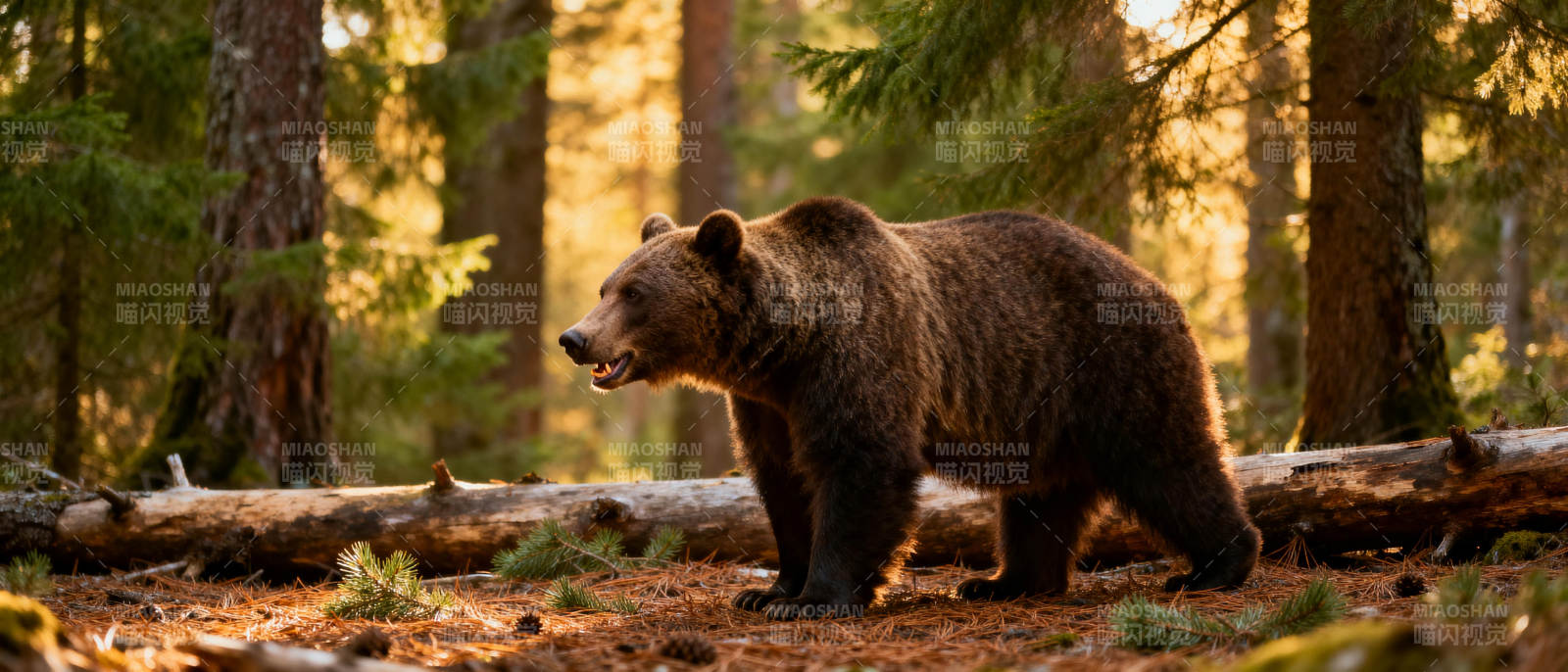 森林中的棕熊图片