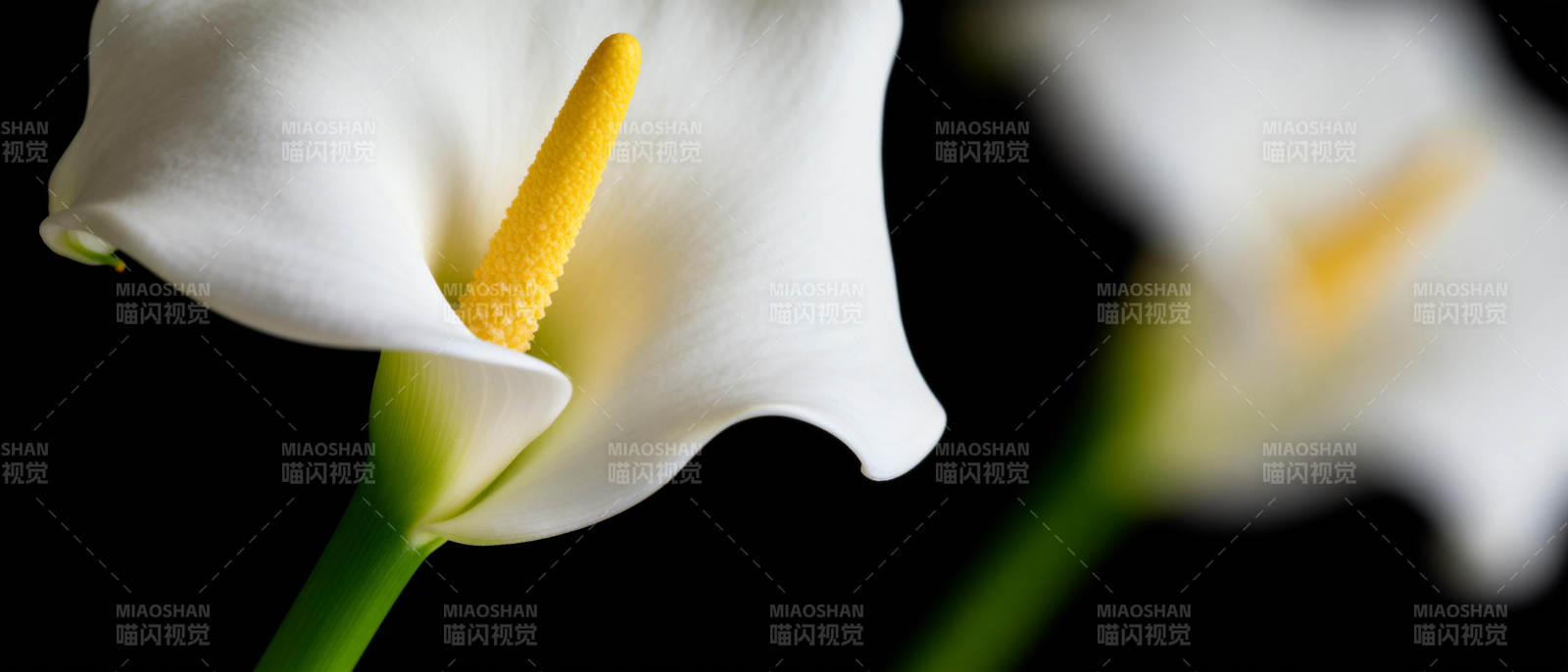 洁白的马蹄莲图片