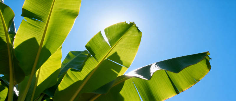 绿叶映蓝天图片