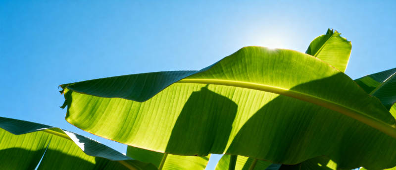 绿叶映蓝天图片