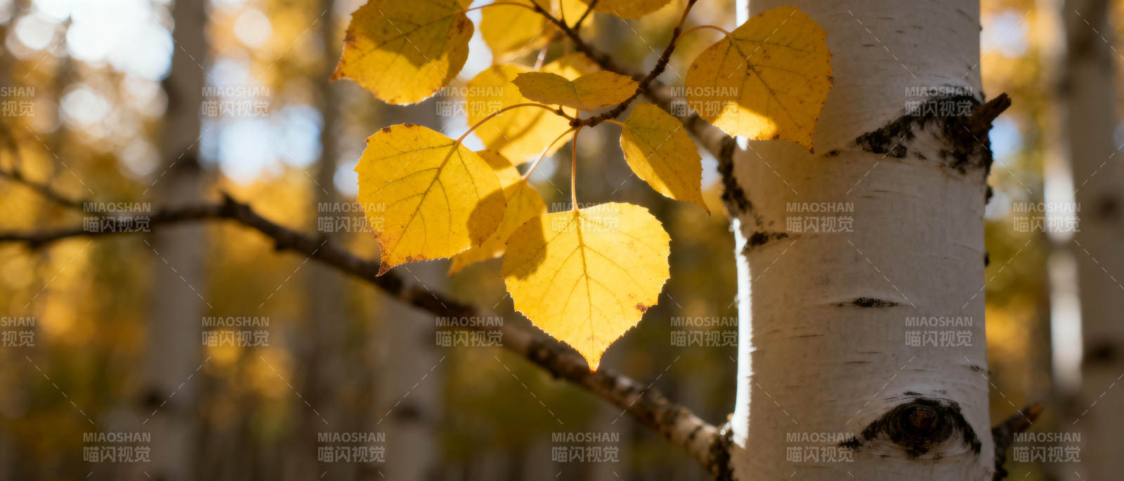 秋日白桦林图片
