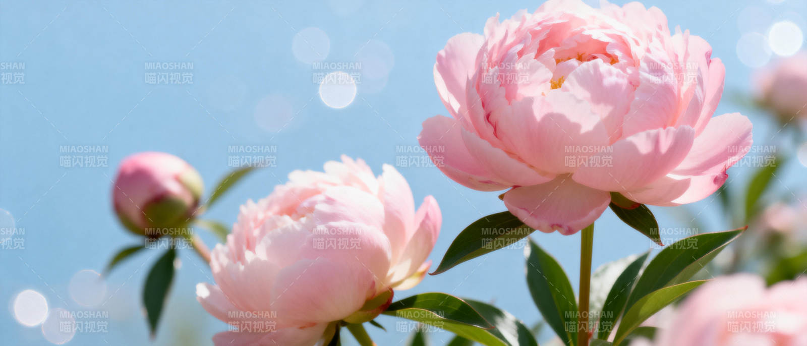 粉嫩牡丹绽放图片