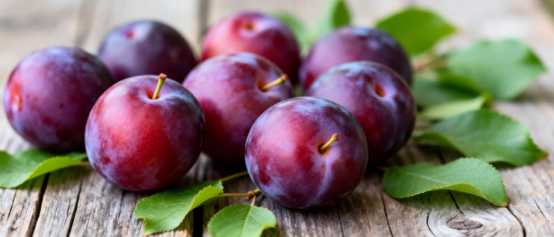 新鲜紫李子图片