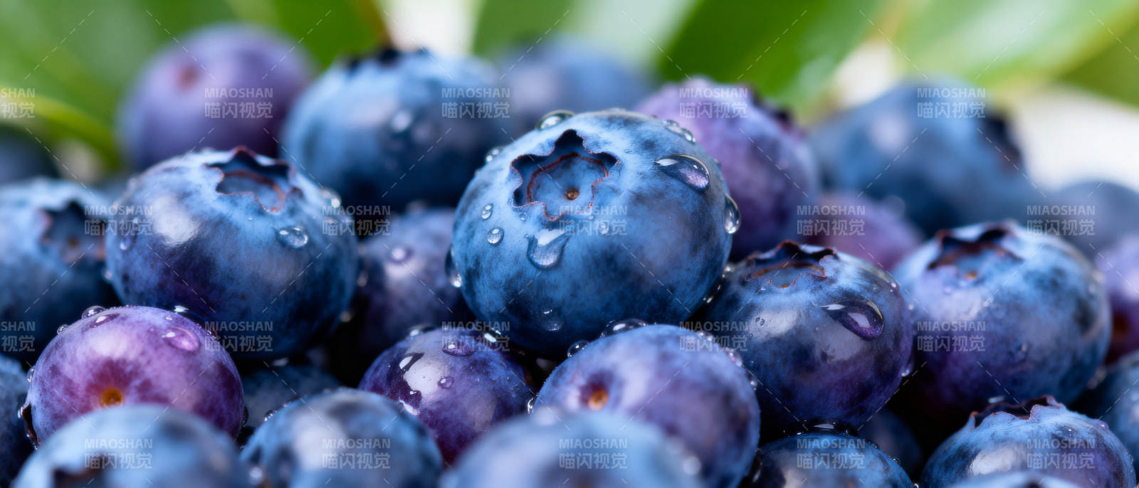 新鲜蓝莓特写图片