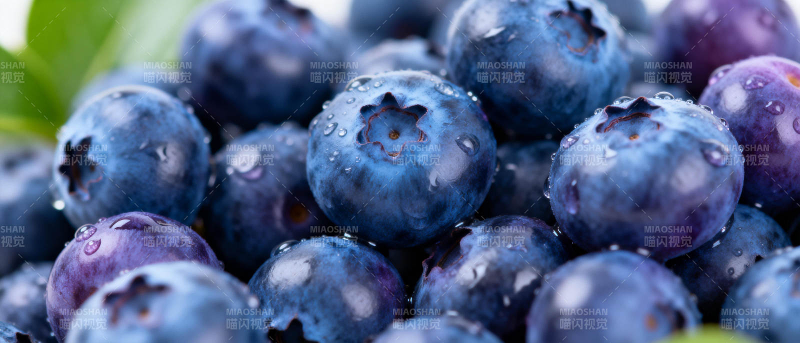 新鲜蓝莓特写图片