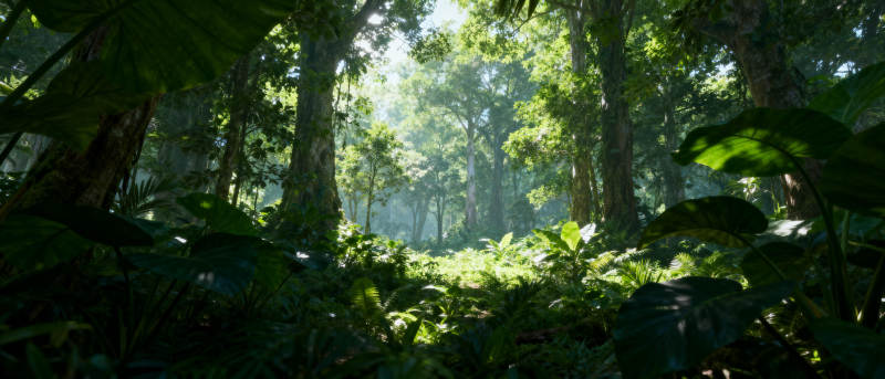 阳光穿透丛林图片