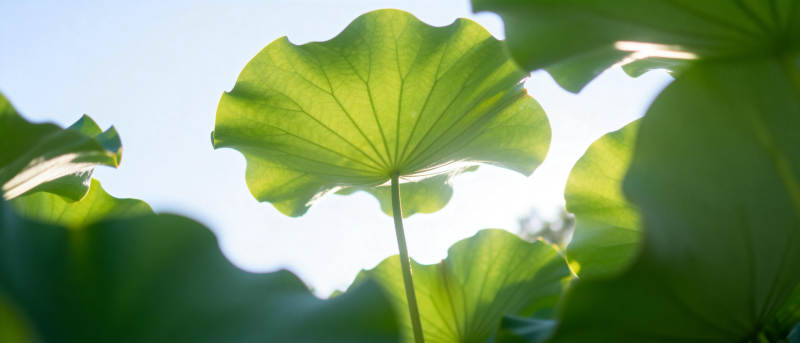 荷叶迎光图片
